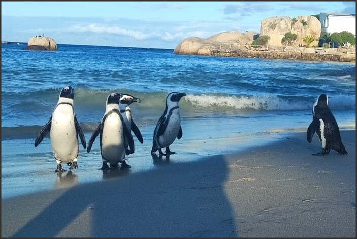 Meeting the Majestic Penguins of Cape Town: A Guide to South Africa’s Boulders Beach Colony