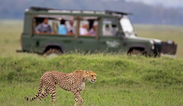 Kenya Safari Lodges: Experiencing Wildlife Adventures in Comfort