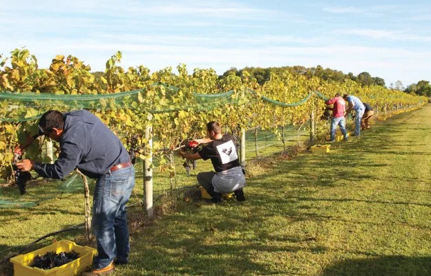 Harvest Season Bliss: Vineyard Tours During Picking Time