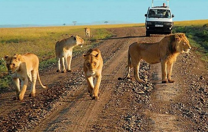 Roar of the Wild: Jungle Safari Experiences Worth Taking